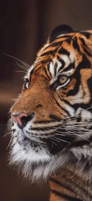 Обои на телефон амурский тигр, большая кошка, хищник - скачать бесплатно в  высоком качестве из категории \"Животные\"