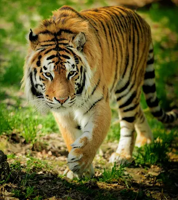 Wallpaper Tiger, Bengal Tiger, Siberian Tiger, Felidae, Carnivore,  Background - Download Free Image