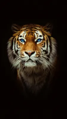 Tiger Phone Wallpaper - Mobile Abyss