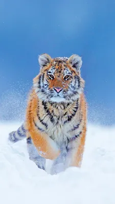 Wallpaper Tiger, snarling, eyes, fur, Animals #880