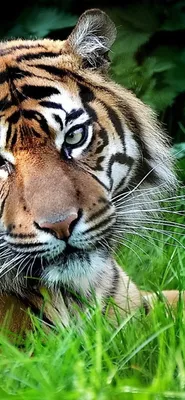 Обои на телефон Тигр, скачать HD картинки тигры | Zamanilka