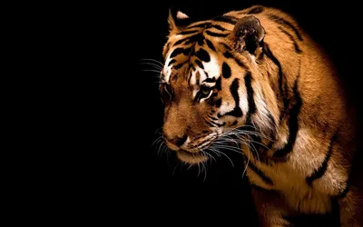 Неоновый тигр обои - фото и картинки: 60 штук