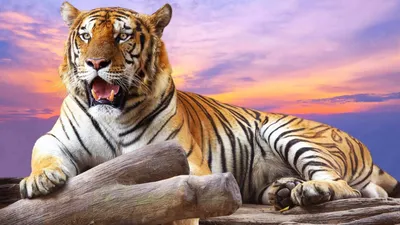 Wallpaper Tiger, water, cute animals, Animals #4663 - Page 25