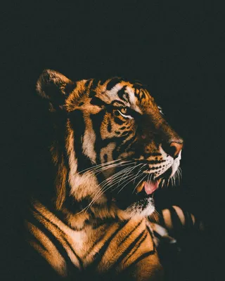 Обои на телефон тигр, трава, хищник, лежать - скачать бесплатно в высоком  качестве из категории \"Животные\"