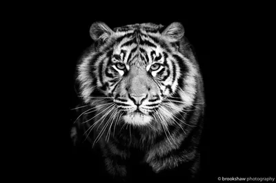 Обои на телефон красивые тигры - 64 фото