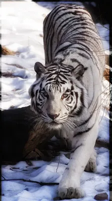 Крупным планом морда тигра на черном | Обои для телефона