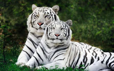 Тигр обои для рабочего стола, картинки Тигр, фотографии Тигр, фото Тигр  скачать бесплатно | FreeOboi.Ru