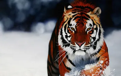 Tiger Mobile Wallpapers, HD Tiger Backgrounds, Free Images Download