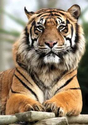 Гордый тигр Фотообои Decocode 21-0213-NY - цена | Купить в Москве
