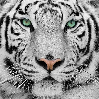 Фотообои каталог цены в Мозыре -Акция-25% на фотообои -Белый тигр - Фотообои  Животные|тигры
