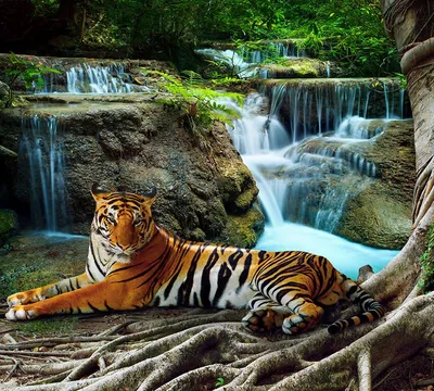 Фотообои в8-074 Тигр у водопада 300х270