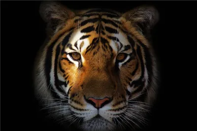 Пользовательский холщовый постер большой тигр Настенный декор крутой Тигр  обои Король животных Наклейка Фреска #2594 # | AliExpress