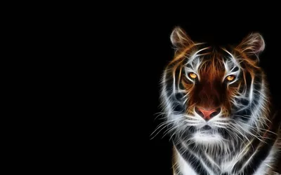 Скачать обои тигр, морда, фон, черный, tiger разрешение 1920x1200 #227207