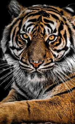 Заставка на телефон тигр - 68 фото