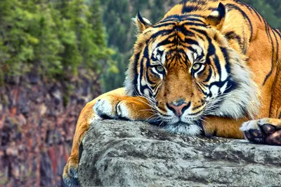 Обои тигр, хищник, оскал на рабочий стол