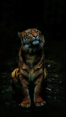 Тигр - Фотообои на заказ в интернет магазин arte.ru. Заказать обои Тигр Арт  - (16124)