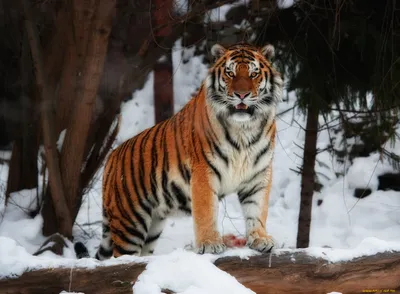 Обои тигр - 68 фото