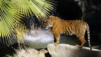 Скачать 800x1200 тигр, злость, агрессия, полосатый, амурский тигр обои,  картинки iphone 4s/4 for parallax