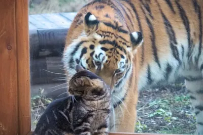 Тигр и кошка фото фото