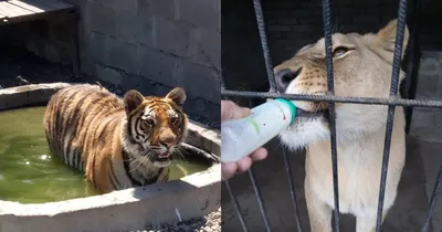 На Пасху тигрица и львица стали мамами в зоопарке в Барнауле | ИА Красная  Весна