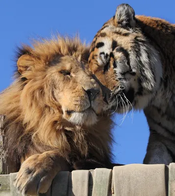 Скачать 1920x1080 сибирский тигр, тигр, хищник, большая кошка, трава,  движение обои, картинки full hd, hdtv, fhd, 1080p