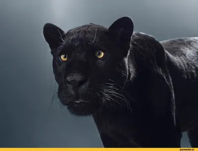 Пантера Близе: Гипотетический дед львов, ягуаров, леопардов и тигров. Одна  из старейших больших кошек в истории рода | Пикабу