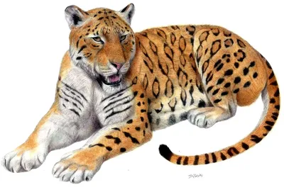 Белый Тигр Пантера Тигр Мать С Детенышем — стоковые фотографии и другие  картинки Тигр - Тигр, Без людей, Белый тигр - iStock