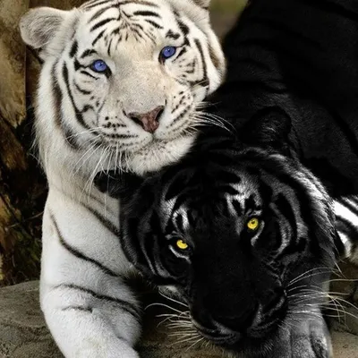 Красочный тигр и Пантера с краской плещется на черном фоне Stock  Illustration | Adobe Stock