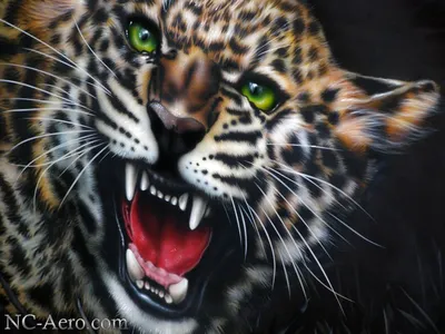 сибирский тигр пантера тигрис алтайка в парке Стоковое Изображение -  изображение насчитывающей нашивки, компоситов: 226083079
