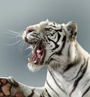 Tiger Big Cat Leopard Lion Pantera Yaguar Wild Black White Face Portrait  Nature .Svg .Eps .Png Clipart Tector Cricut Cut Векторное изображение  ©isstrip68.gmail.com 361182350