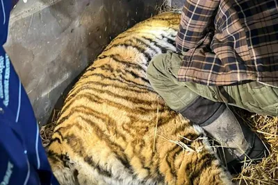 Тихий час: спящий амурский тигр попал на снимок фотоловушки в Приморье -  Новости РГО