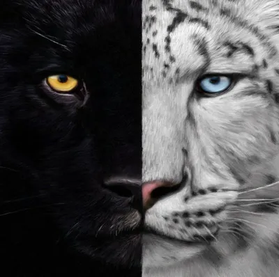 Белый тигр и черная пантера …» — создано в Шедевруме