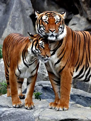 Любовь Тигров Фото – Telegraph