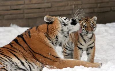 Скачать обои кошка, снег, любовь, тигр, поцелуй, семья, котёнок, тигрица,  раздел кошки в разрешении 2560x1600