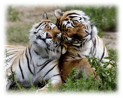 Влюбленные тигры - красивые фото
