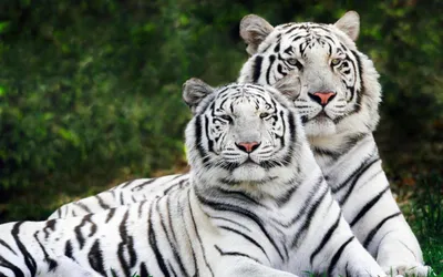 Тигр и тигрица, широкоформатные обои, картинки, фото 1280x800