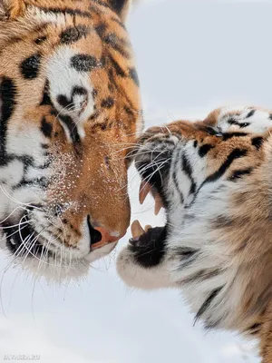 Поцелуй тигрицы - красивые фото
