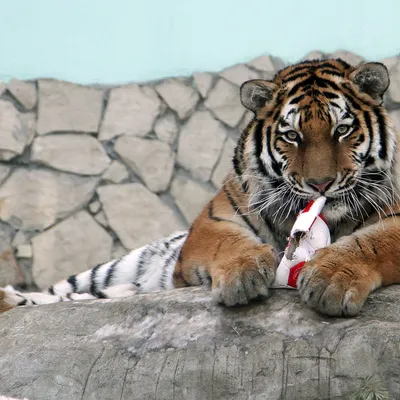 Обои Тигр и тигрица » Скачать красивые HD обои (картинки) на рабочий стол  (экран) и на телефон бесплатно