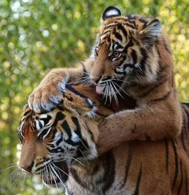 Все любят котиков: в ростовском зоопарке тигрица Услада подружилась с котом  Васькой в 2020 году. И это не первый случай дружбы диких и домашних  животных - 19 января 2020 - 161.ru
