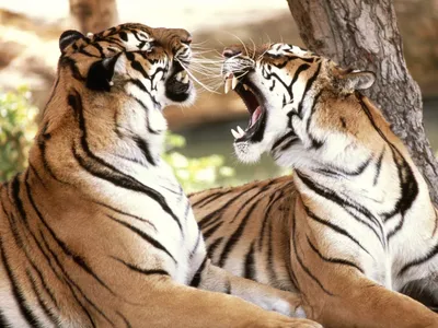 Тигр и тигрица - 70 фото