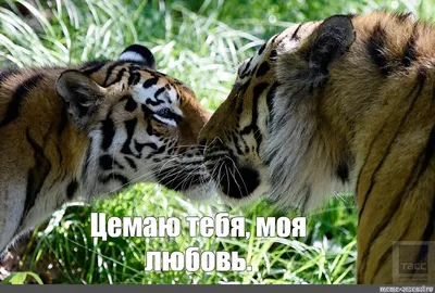 Лев и тигр картинки - 82 фото