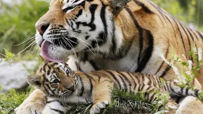 Тверской тигр Барсик нашел любовь в Нижнем Новгороде и стал отцом 23  февраля 2022
