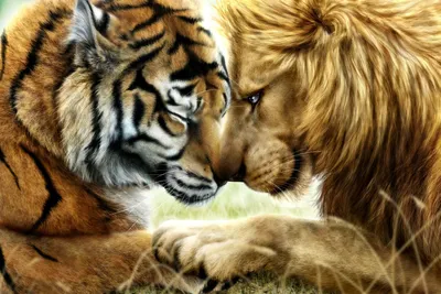 Лев и тигр - 77 фото