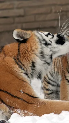 Тигры в зоопарках » Тигромания – всё о тиграх