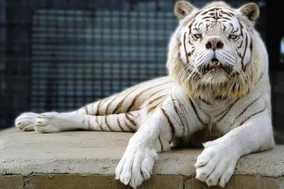 Толстый тигр - картинки и фото koshka.top