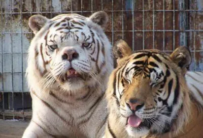 Как белый тигр с дефектом лица прожил несчастную жизнь из-за своей  необычной внешности | Ваша Планета | Дзен