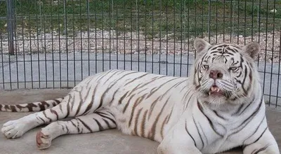 Как белый тигр с дефектом лица прожил несчастную жизнь из-за своей  необычной внешности | Ваша Планета | Дзен