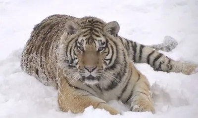 Kenny, The Inspiring White Tiger