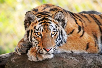 Помощь умственно отсталому тигру Кенни | ВКонтакте