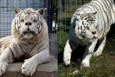 МУЗЕЙ АНОМАЛИЙ ТЕЛА on Instagram: \"Белый Тигр Кенни История этого тигра  началась в 1998 году на тигровой ферме штата Арканзас. В результате  вмешательства человека, Кенни родился с деформированной мордой. У него  приплюснутый